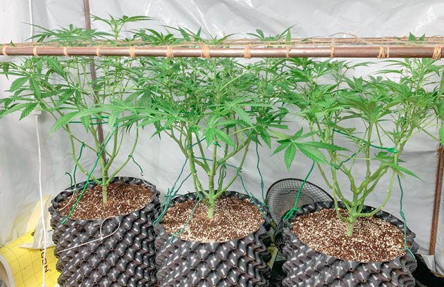 Изменения в составе удобрений Кусты Gorilla Auto от сидбанка Семяныч на 8 неделе