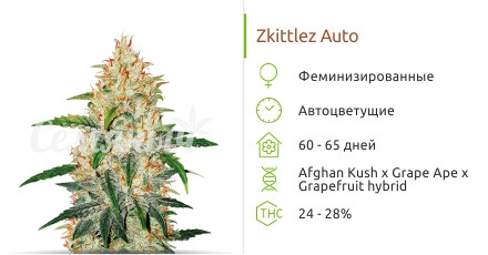 Сорт марихуаны Zkittlez Auto Zkittlez Auto от Cali Buds Seeds