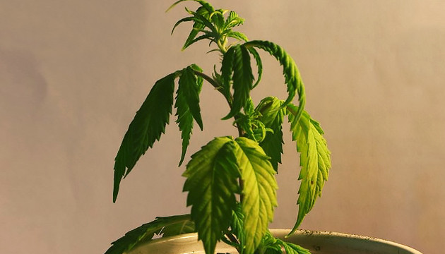 При недоливе листья истончаются