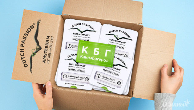 Пополнение КБГ сортами КБГ сорта от Dutch Passion