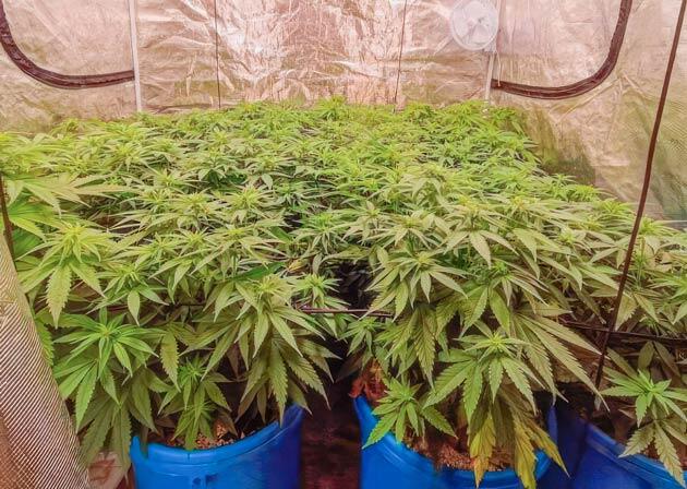 Установка сетки ScrOG Кусты Mimosa X Orange Punch от Barney's Farm на 7 неделе развития