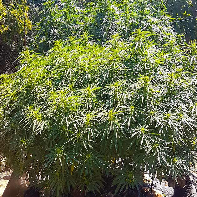 подготовка к харвесту Runtz Muffin