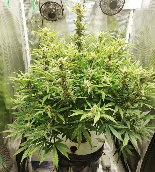 Сокращение светового времени для Bruce Banner Auto