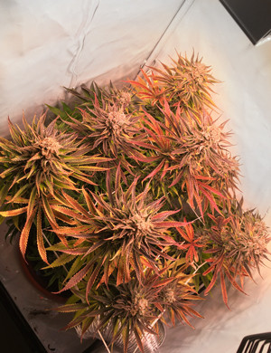 Промывка куста с 12 недели