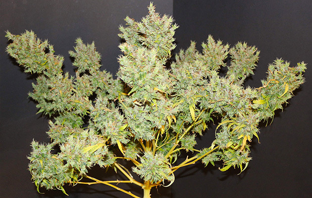 Лисьи хвосты на шишках