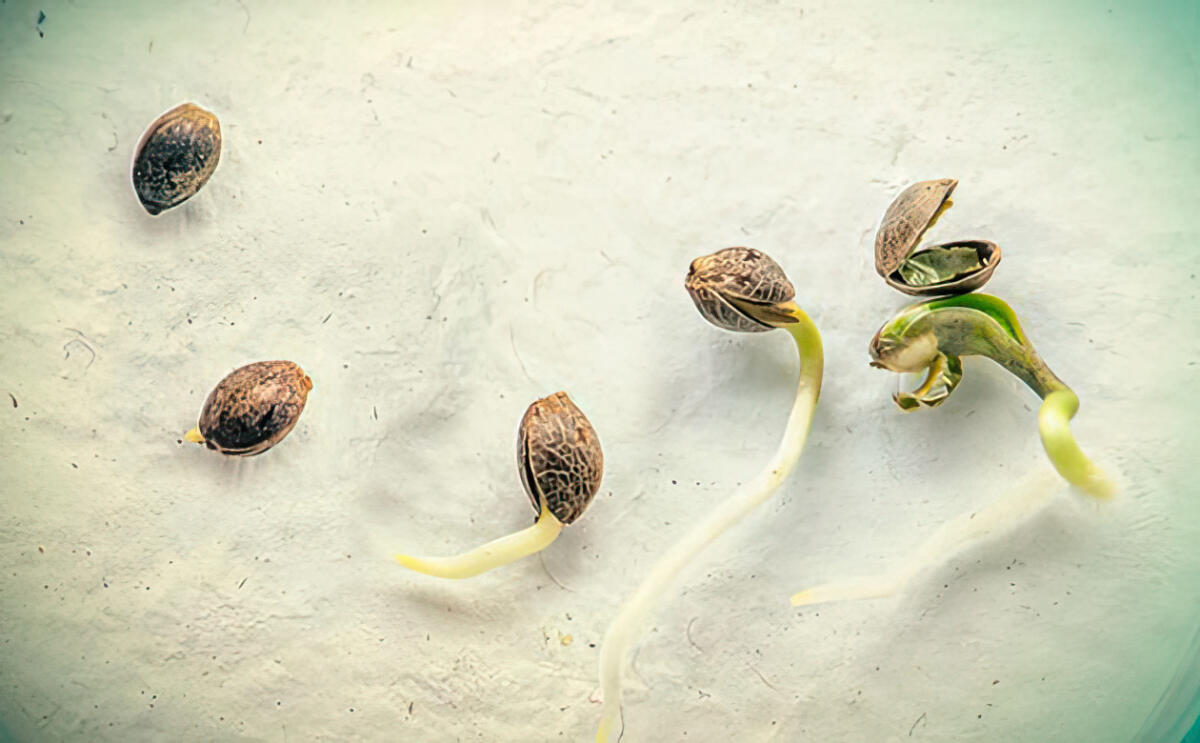 Основные факторы, влияющие на всхожесть семян конопли Причины плохой всхожести семян каннабиса