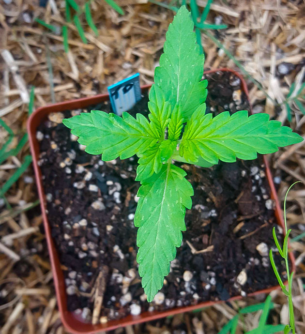 Двенадцатый день развития конопли Появление третьей пары листьев