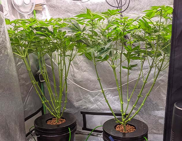 Корректировка высоты кустов Blue Gelato 41