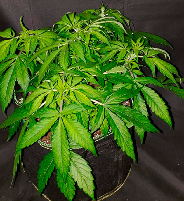 Вегетация конопли на 5 неделе Растение ростом 35 см