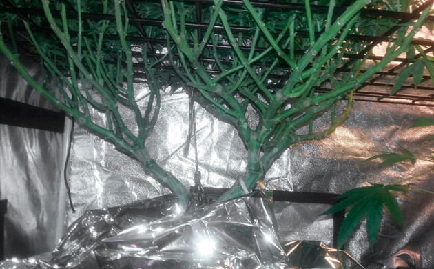 Ствол Eleven Roses на 9 неделе выращивания