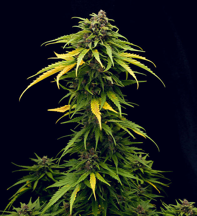 Аромат сорта Tropicana Cookies Auto при выращивании подготовка к харвесту Tropicana Cookies Auto