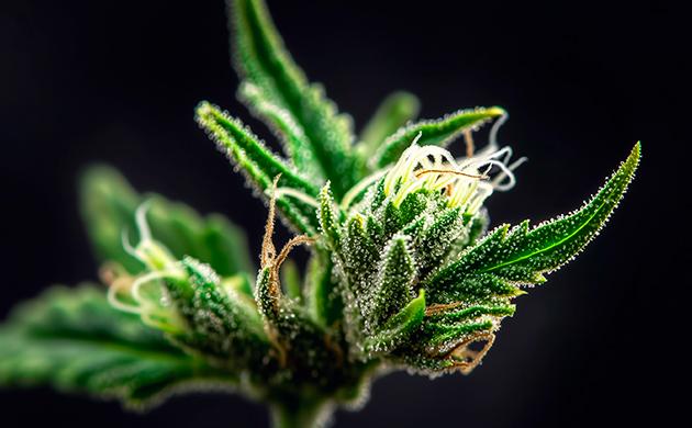 Почему белки, а не каннабиноиды вызывают аллергию Что в каннабисе не вызывает аллергию?