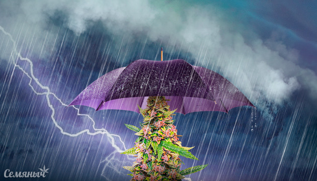 Как защитить коноплю от непогоды в аутдоре Как защитить кусты конопли от плохой погоды