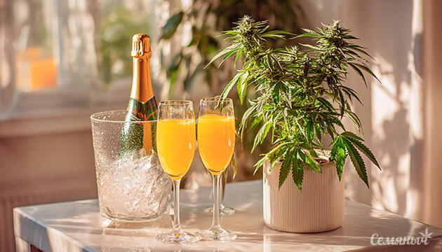 Сорт Mimosa: аромат, ТГК и награды Mimosa — легендарный сорт конопли