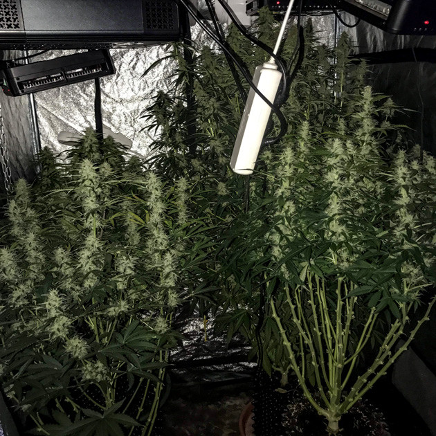Куст Auto White Widow fem перед харвестом