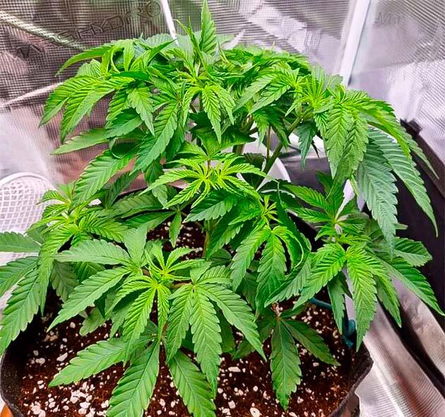 Куст Strawberry OG Cookies R1 ростом 28 см