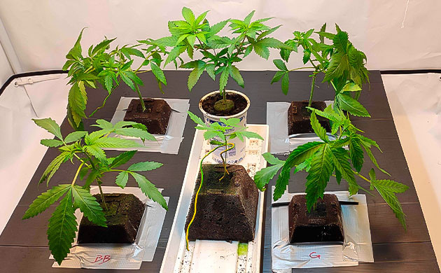 Росток Gelato от Blimburn Seeds