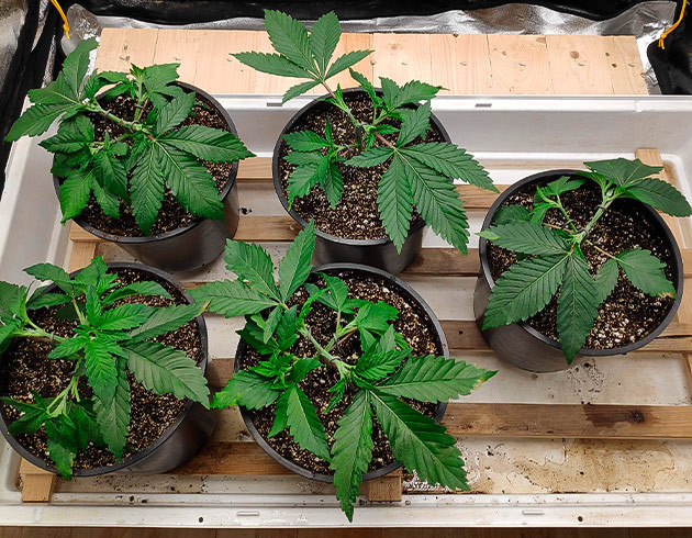 Пять кустов конопли с обрезанными верхушками