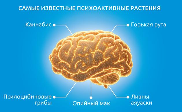 Какие компоненты делают растение психоактивным