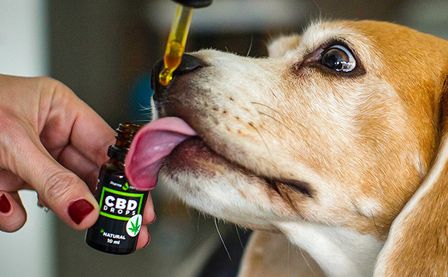 Использование концентратов КБД для лечения животных