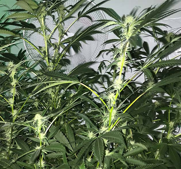 Признаки перекорма на кусте Bruce Banner