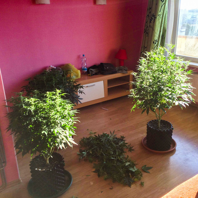 Дефолиация конопли Auto White Widow fem