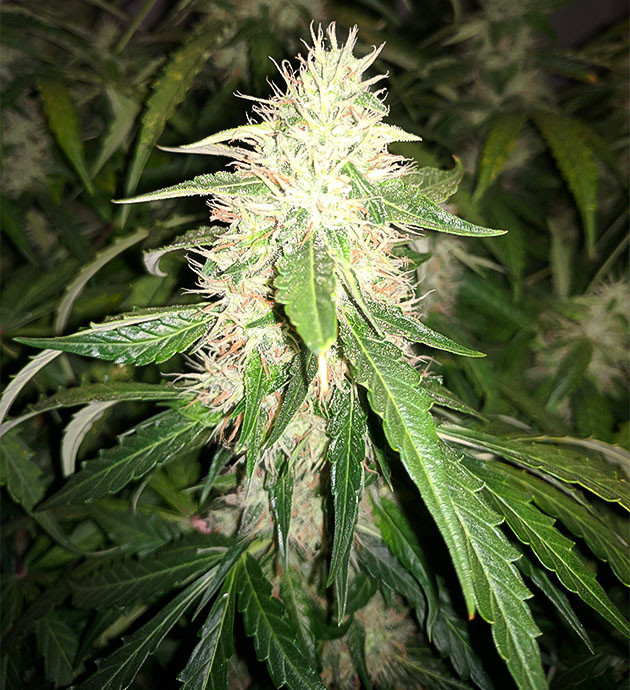 Подготовка к харвесту конопли Johnny Cage Auto