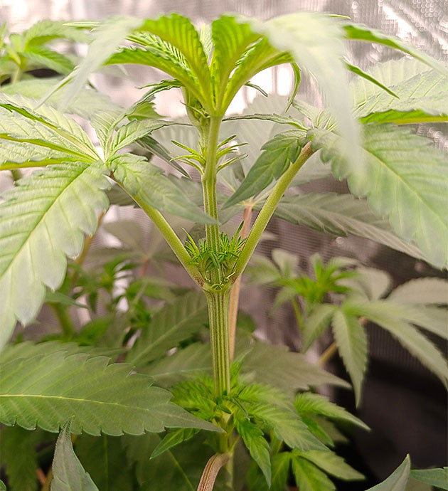 Активный рост и развитие High Society Новые ветки и темнеющие листья