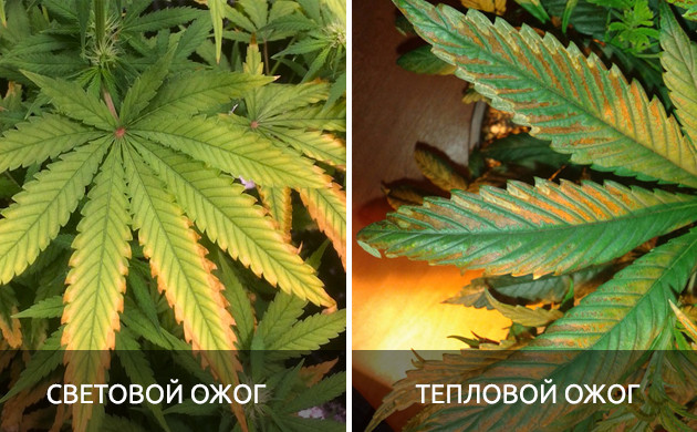 Виды ожогов Последствия светового и теплового ожога