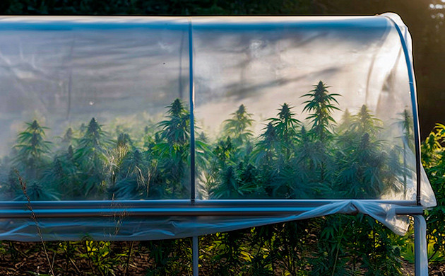 Использование пластика или садовых плёнок для защиты саженцев в аутдоре Защита от ветра