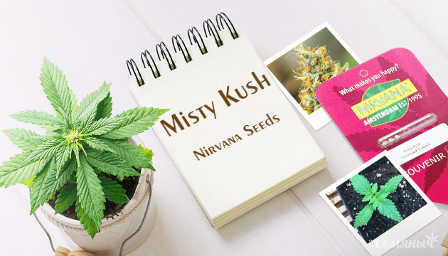 Гроурепорт сорта Misty Kush