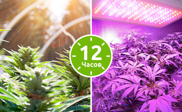 Солнечный цвет и лампы для выращивания
