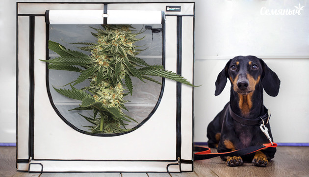 Небольшой куст в гроубоксе