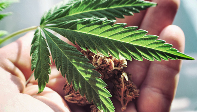 Выращивание в Австралии законно