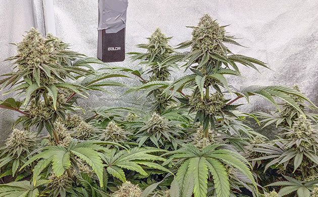 Lemon Tree: удовольствие от наблюдения в период цветения Цветение: время наблюдения и ухода