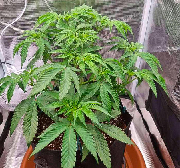 Куст Strawberry OG Cookies R1 на 8 неделе развития