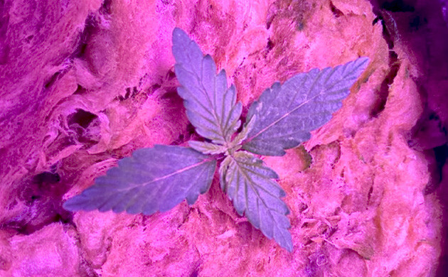 Появление третьей пары листьев