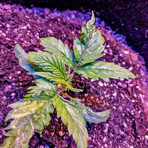 Конопля Jack Herer в фазе активного роста