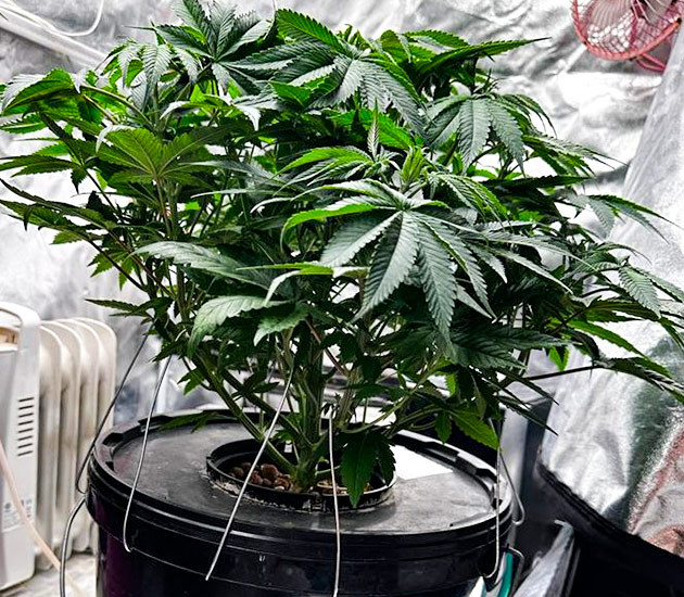 Тренировка растения Roze Runtz