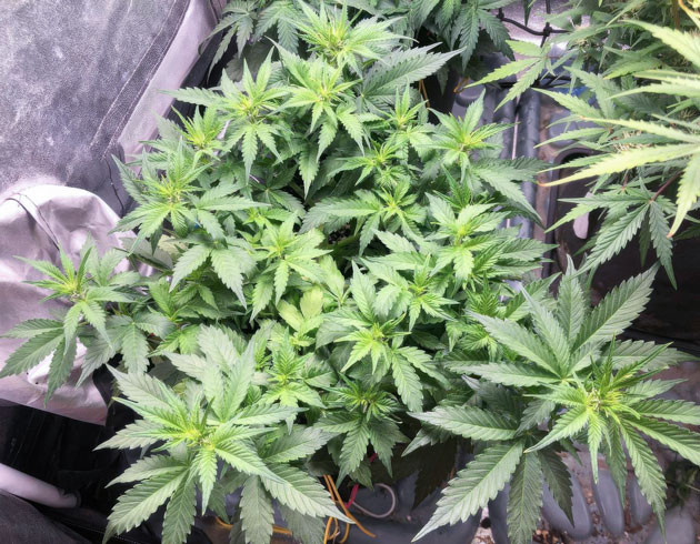 Формирование треугольной структуры куста Pink Rozay Auto