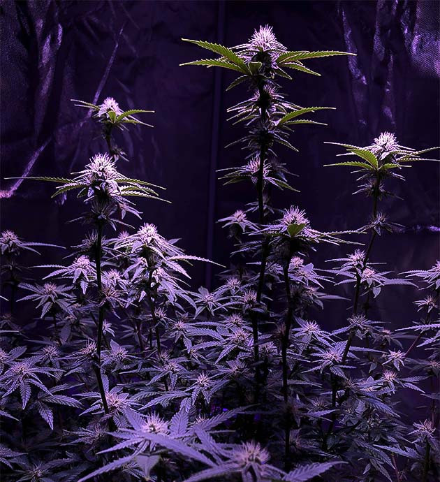 Рост куста Blueberry Muffin до 112 см Blueberry Muffin: световой стресс