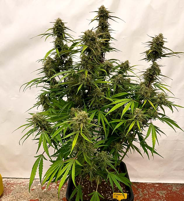 Куст Strawberry Gorilla Auto на 9-10 неделе