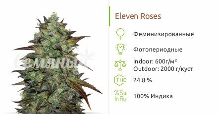 Eleven Roses от Delicious Seeds