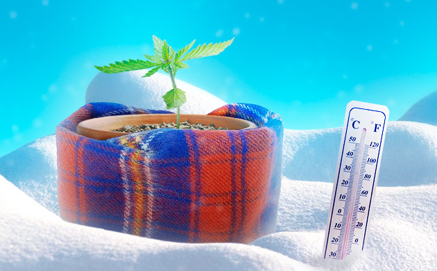 Как защитить коноплю от холода и мороза Как защитить коноплю от холода