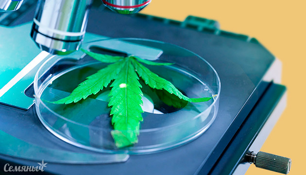 Микроскопы и их роль в современном гровинге