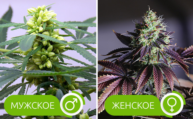 Выбор растений: женские и мужские особи конопли Основы скрещивания конопли: женские и мужские растения