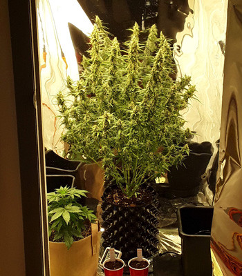 Куст в последнюю неделю выращивания