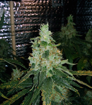 Кола Fruit Punch