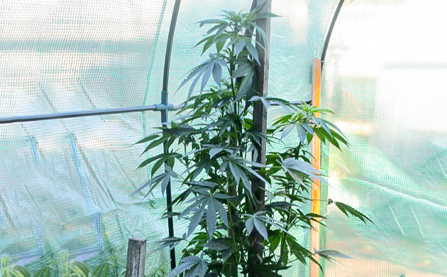 Куст каннабиса в теплице