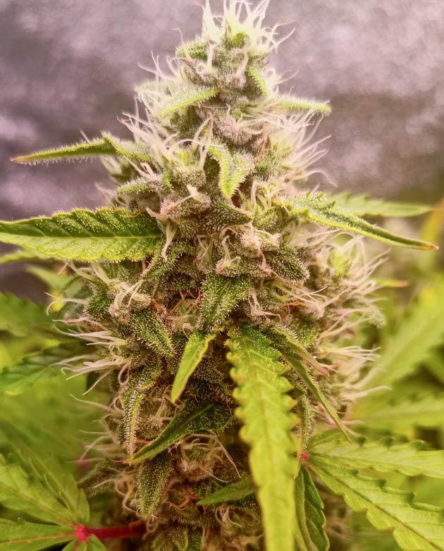 Кусты Florida Sunrise Auto и Pink Rozay Auto на 8 неделе развития